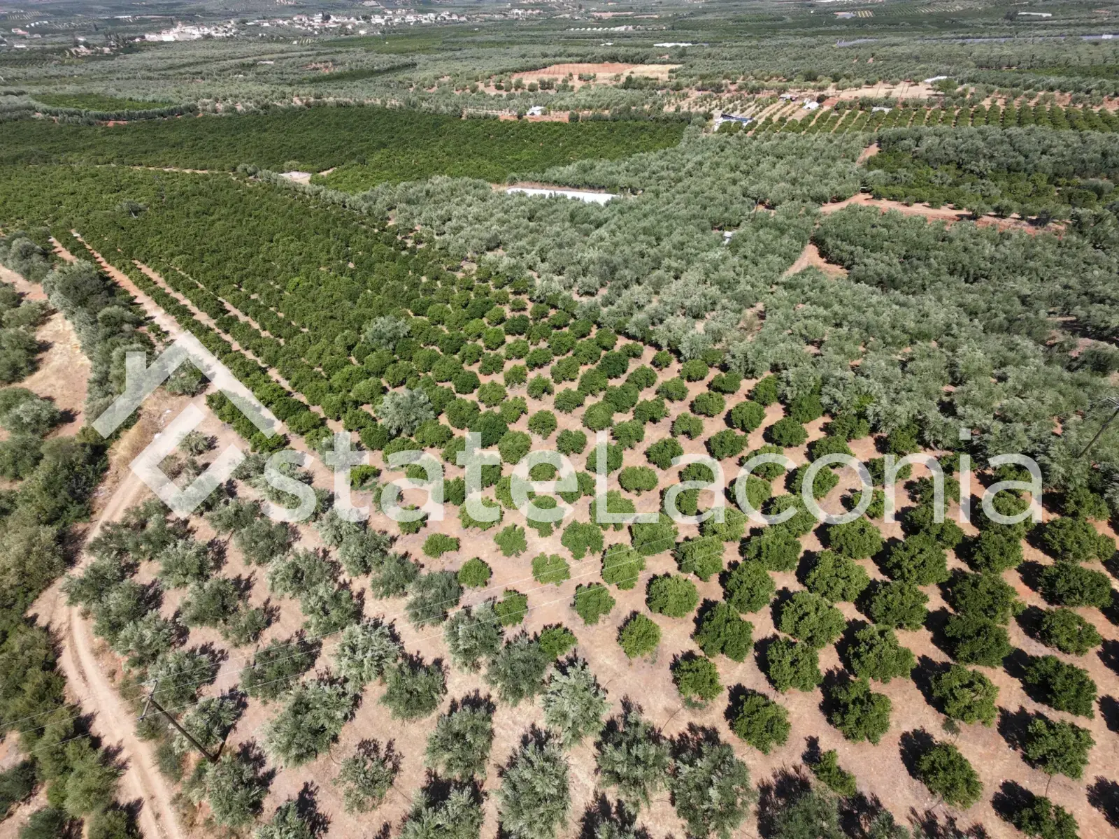 Productive Agricultural Land of 13,800 m² with Borehole & 580 Trees – Kato Glykovrysi