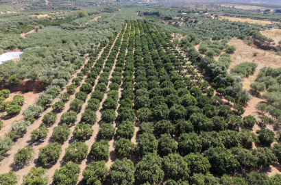 Productive Agricultural Land of 13,800 m² with Borehole & 580 Trees – Kato Glykovrysi