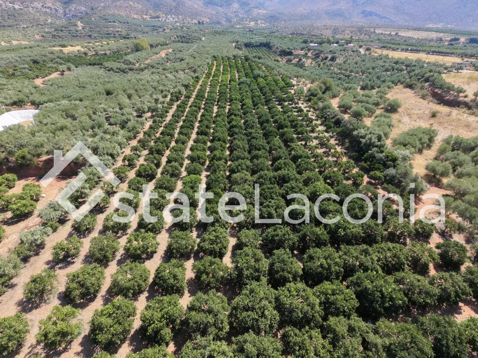 Productive Agricultural Land of 13,800 m² with Borehole & 580 Trees – Kato Glykovrysi